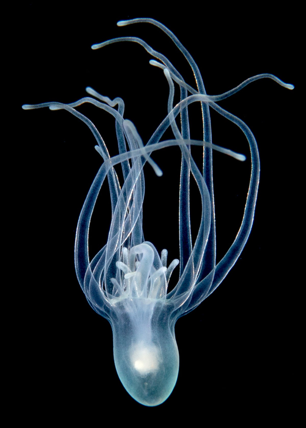 Larval tube anemone from Florida.